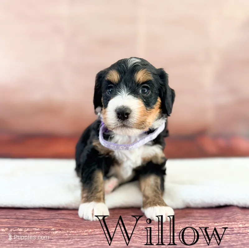 Willow – Miniature Bernedoodle puppy for sale in Moulton, IA