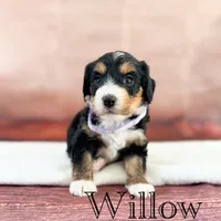 Willow, a female Miniature Bernedoodle for sale in Moulton, IA – 1 of 3