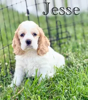 Jesse, a male Cocker Spaniel for sale in Moulton, IA – 2 of 9