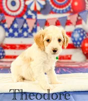 Theodore, a female Cockapoo for sale in Moulton, IA – 4 of 4
