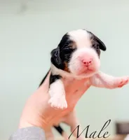 processed/7e28b5c5-a1d1-4132-8250-c38b15c86b6c/listing/d050230a-0f6b-42f0-95aa-28942631c93d/1b36c40d-fff6-41a3-a6d3-90df1c379bc9