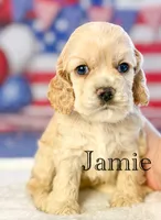 Jamie, a male Cocker Spaniel for sale in Moulton, IA – 5 of 6