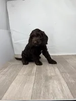 Sandy, a female Miniature Bernedoodle for sale in Moulton, IA – 6 of 8