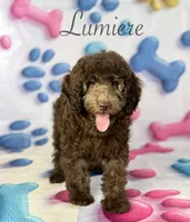 Lumiere , a male Cockapoo for sale in Moulton, IA – 6 of 8