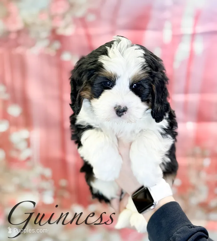 Guinness