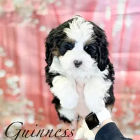 Guinness, a male Miniature Bernedoodle for sale in Moulton, IA – Photo 1 of 8