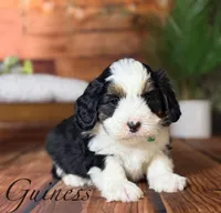 Guinness, a male Miniature Bernedoodle for sale in Moulton, IA – Photo 3 of 4