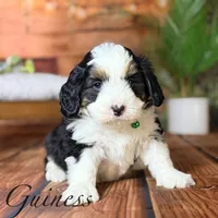 Guinness, a male Miniature Bernedoodle for sale in Moulton, IA – Photo 5 of 8