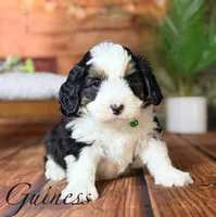 Guinness, a male Miniature Bernedoodle for sale in Moulton, IA – Photo 4 of 4