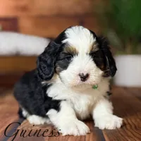 Guinness, a male Miniature Bernedoodle for sale in Moulton, IA – Photo 3 of 8