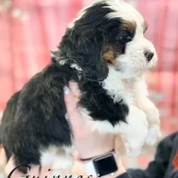 Guinness, a male Miniature Bernedoodle for sale in Moulton, IA – Photo 8 of 8