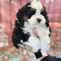Guinness, a male Miniature Bernedoodle for sale in Moulton, IA – Photo 6 of 8