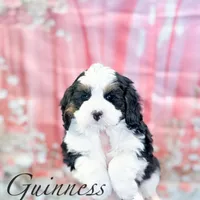 Guinness, a male Miniature Bernedoodle for sale in Moulton, IA – Photo 7 of 8