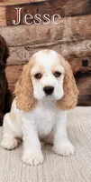 Jesse, a male Cocker Spaniel for sale in Moulton, IA – 9 of 9