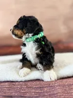 Anchor, a male Miniature Bernedoodle for sale in Moulton, IA – 4 of 5