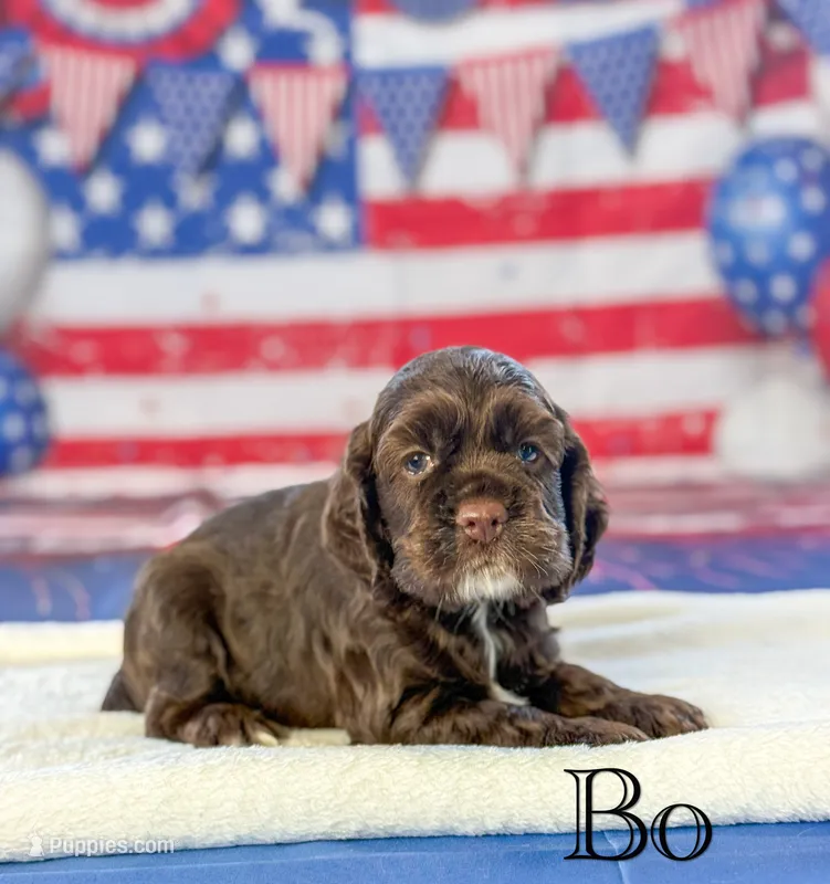 Bo – Cocker Spaniel puppy for sale in Moulton, IA
