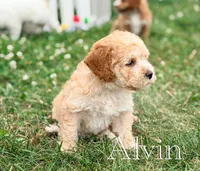 Alvin , a female Cockapoo for sale in Moulton, IA – 4 of 7