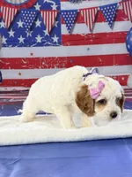 Janette , a female Cockapoo for sale in Moulton, IA – 5 of 5