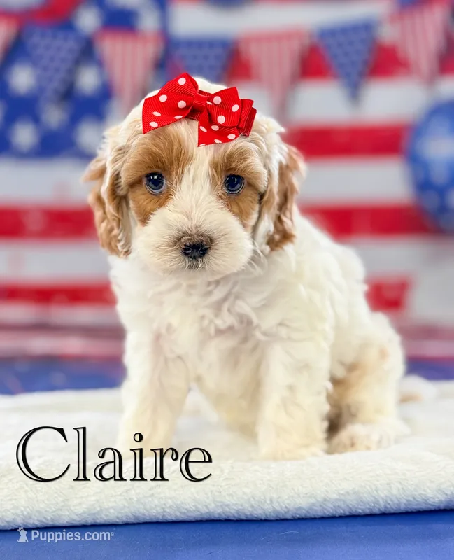 Claire  – Cockapoo puppy for sale in Moulton, IA