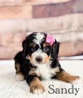 Sandy, a female Miniature Bernedoodle for sale in Moulton, IA – 7 of 8