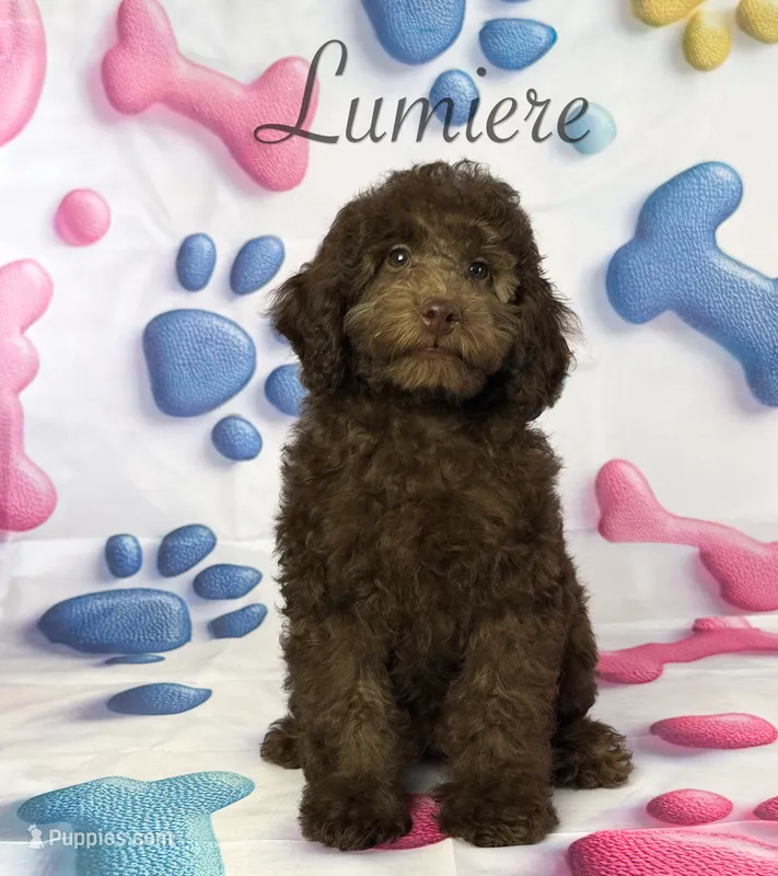 Lumiere  – Cockapoo puppy for sale in Moulton, IA