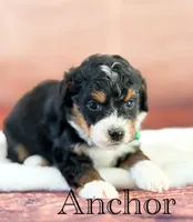 Anchor, a male Miniature Bernedoodle for sale in Moulton, IA – 2 of 5