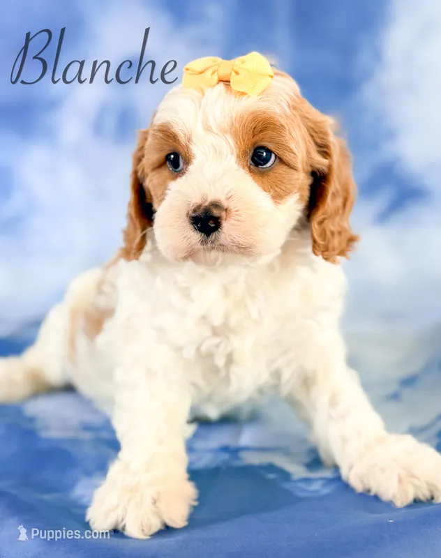 Blanche  – Cavapoo puppy for sale in Moulton, IA