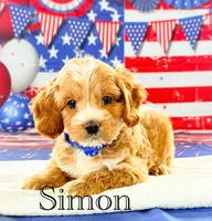 Simon , a male Cockapoo for sale in Moulton, IA – 4 of 5