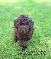 Lumiere , a male Cockapoo for sale in Moulton, IA – 6 of 7