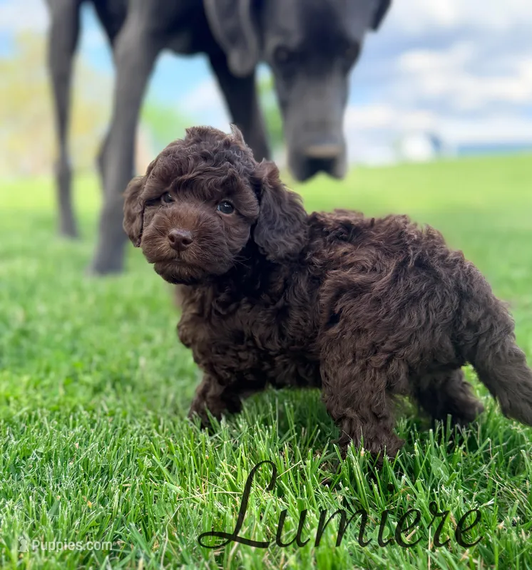 Lumiere  – Cockapoo puppy for sale in Moulton, IA