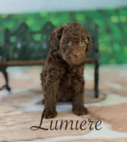 Lumiere , a male Cockapoo for sale in Moulton, IA – Photo 2 of 3
