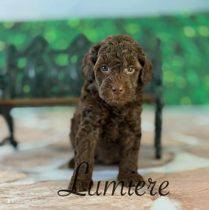 Lumiere  – Cockapoo puppy for sale in Moulton, IA