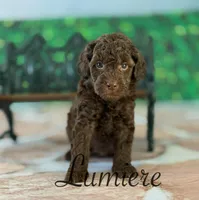 Lumiere , a male Cockapoo for sale in Moulton, IA – Photo 1 of 3