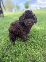 Lumiere , a male Cockapoo for sale in Moulton, IA – 7 of 7