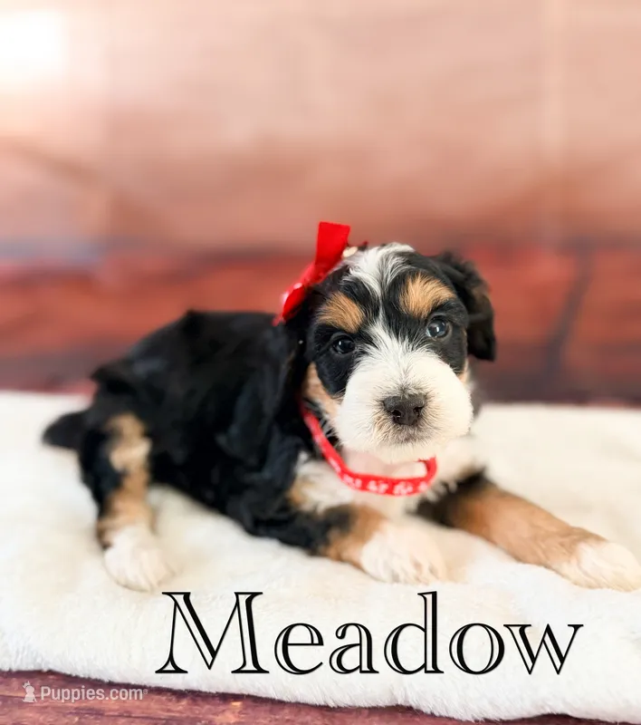 Meadow – Miniature Bernedoodle puppy for sale in Moulton, IA