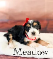 Meadow, a female Miniature Bernedoodle for sale in Moulton, IA – 1 of 4
