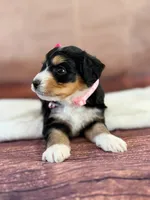 Cove, a female Miniature Bernedoodle for sale in Moulton, IA – 6 of 6