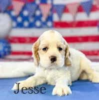 Jesse, a male Cocker Spaniel for sale in Moulton, IA – 4 of 4