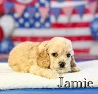 Jamie, a male Cocker Spaniel for sale in Moulton, IA – 6 of 6