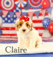 Claire , a female Cockapoo for sale in Moulton, IA – 5 of 5