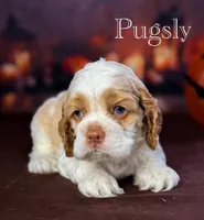 Pugsly , a male Cocker Spaniel for sale in Moulton, IA – 4 of 5