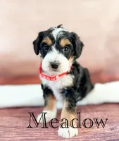 Meadow, a female Miniature Bernedoodle for sale in Moulton, IA – 3 of 4