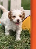 Janette , a female Cockapoo for sale in Moulton, IA – 7 of 8
