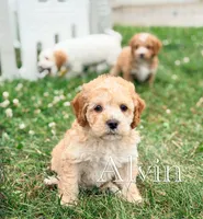 Alvin , a female Cockapoo for sale in Moulton, IA – 5 of 7