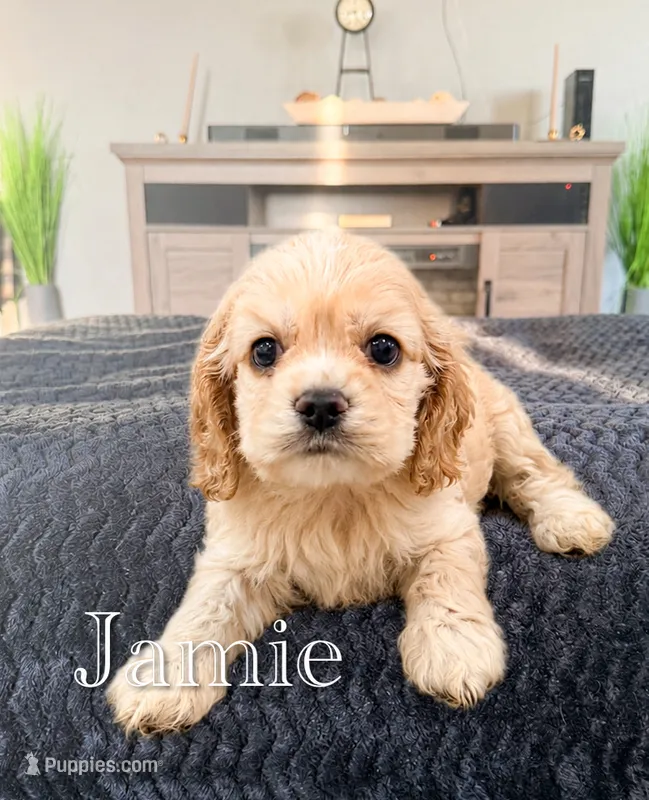 Jamie – Cocker Spaniel puppy for sale in Moulton, IA