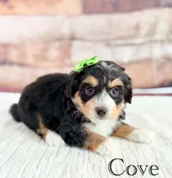 Cove, a female Miniature Bernedoodle for sale in Moulton, IA – 8 of 9