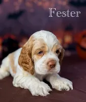 Fester , a male Cocker Spaniel for sale in Moulton, IA – 4 of 7