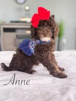 Anna, a female Cockapoo for sale in Moulton, IA – 3 of 4