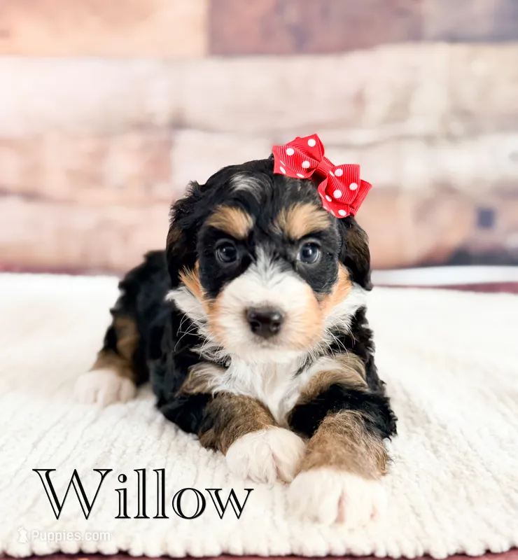 Willow – Miniature Bernedoodle puppy for sale in Moulton, IA