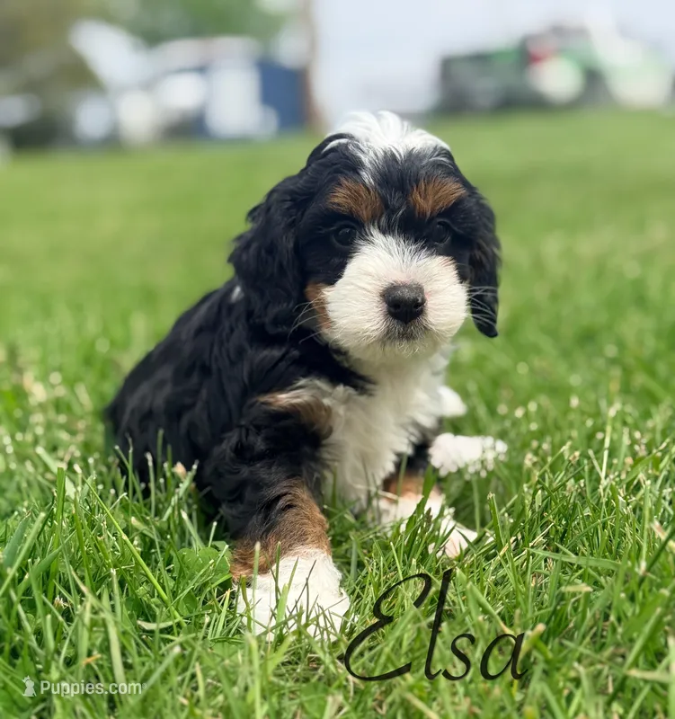 Elsa – Miniature Bernedoodle puppy for sale in Moulton, IA
